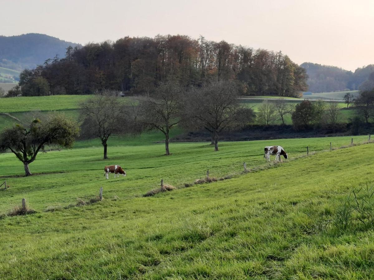 Ferienwohnung Odenwaldflair Reichelsheim Zewnętrze zdjęcie